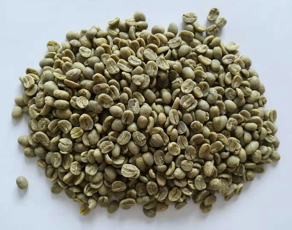 莫雷利亞莊園 生豆圖.jpg 莫雷利亞莊園 生豆圖.jpg